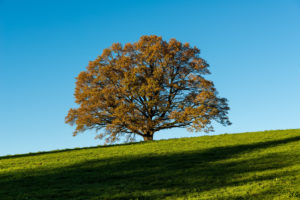 Tree in autumn, Bavarians Tree in autumn, Bavarians